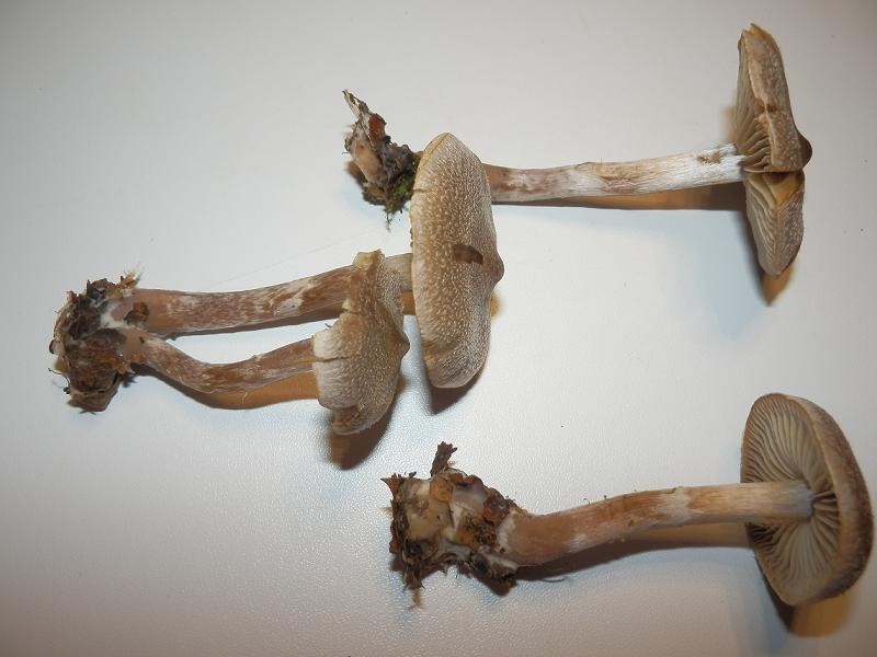 Cortinarius hemitrichus_1.3.JPG