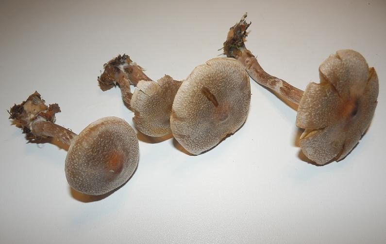 Cortinarius hemitrichus_1.2.JPG