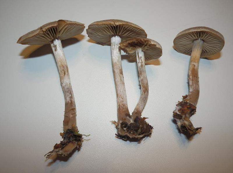 Cortinarius hemitrichus_1.1.JPG