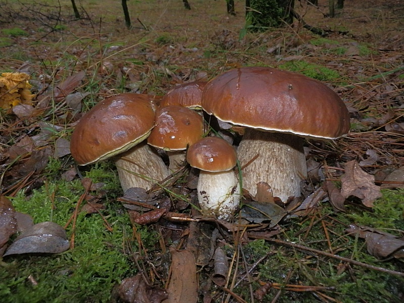 Boletus edulis._1.1.jpg