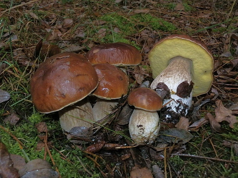 Boletus edulis._1.2.jpg