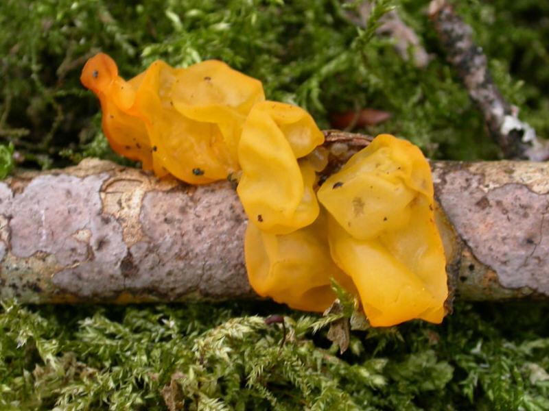 TremellaMesenterica_DSCN2056-1.jpg