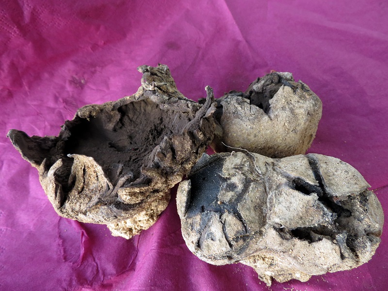 Scleroderma Gesamtbild.jpg