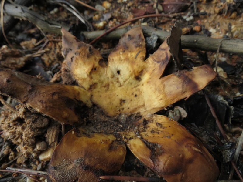 2013-11-18 Geopora sternförmig.jpg