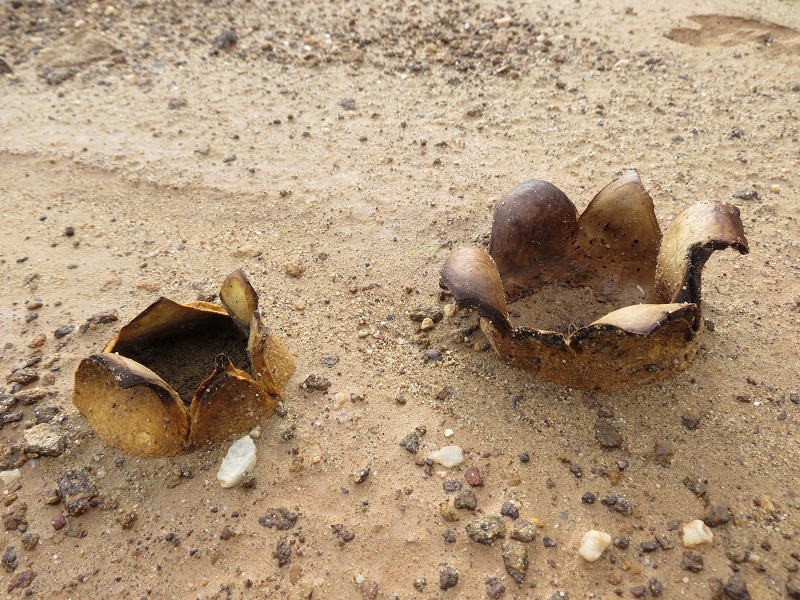 2013-11-18 Geopora.jpg