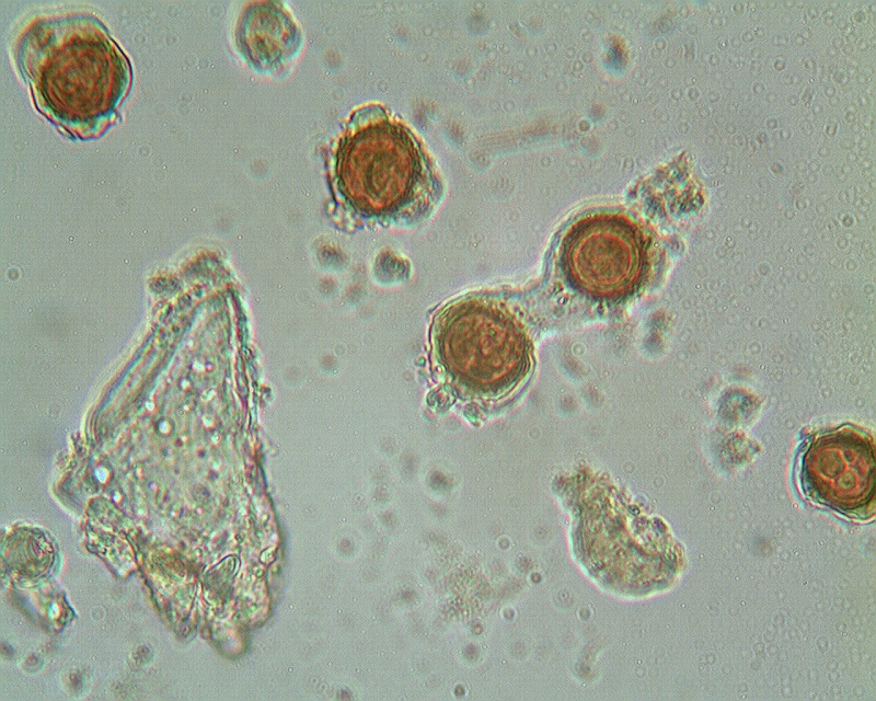 2013-12-02 Stäubing Villerouge Sporen1.jpg