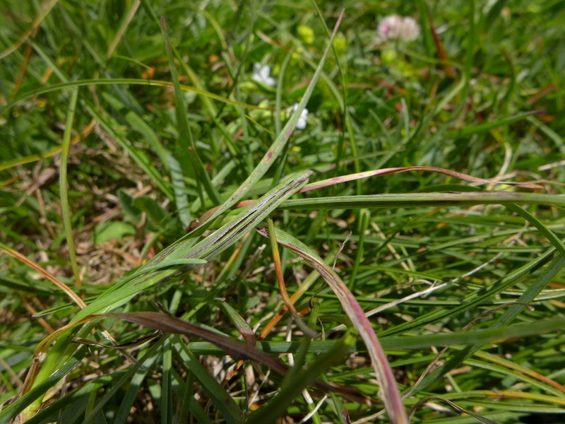 Urocystis rytzii_Helicotrichon versicolor_JKruse (1).jpg