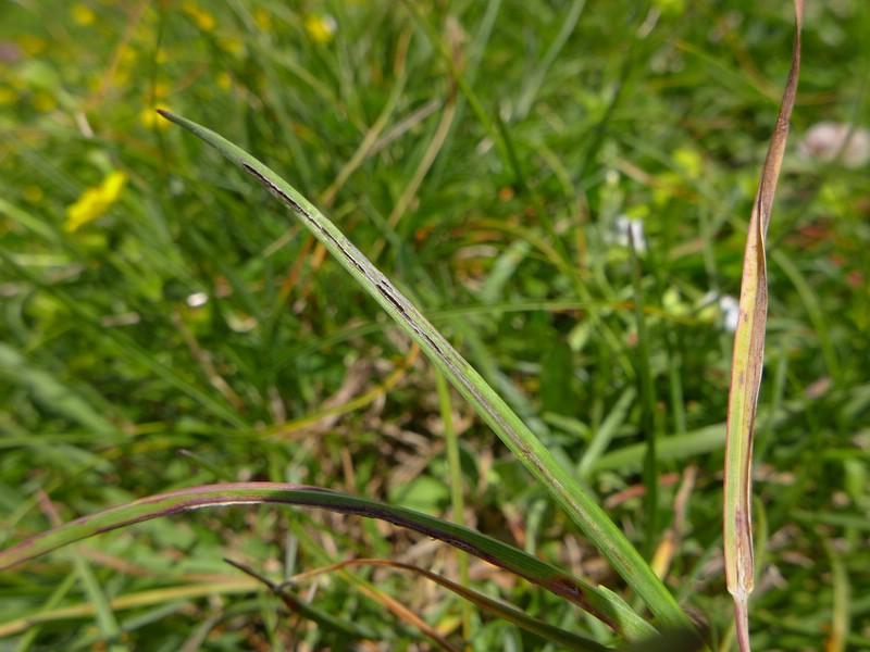 Urocystis rytzii_Helicotrichon versicolor_JKruse (2).jpg