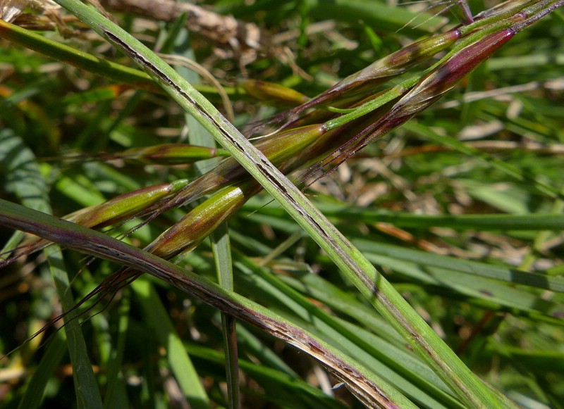 Urocystis rytzii_Helicotrichon versicolor_JKruse (3).jpg