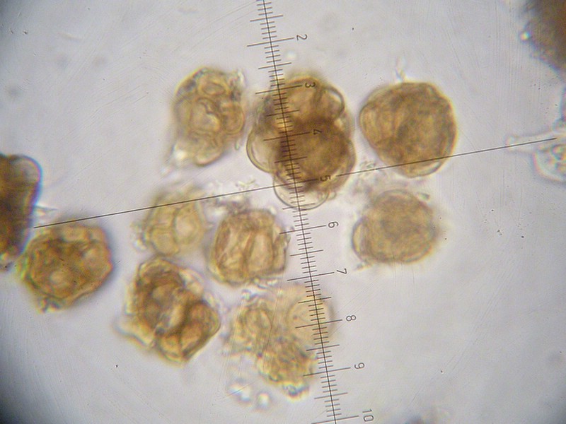 Urocystis rytzii_Helicotrichon versicolor_JKruse (4).jpg