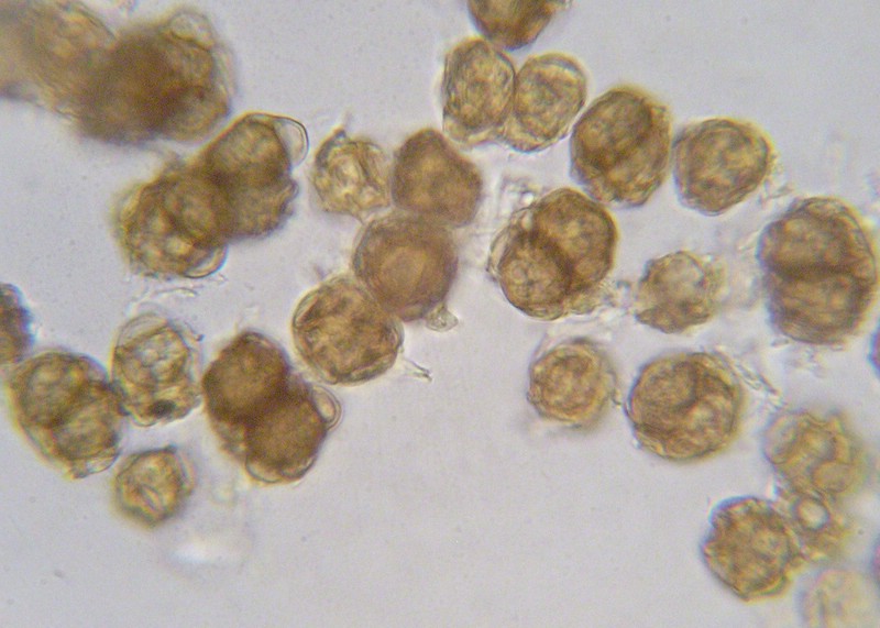 Urocystis rytzii_Helicotrichon versicolor_JKruse (5).jpg