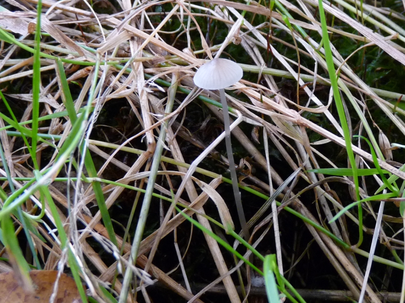 P1080003 kleiner Weisser .JPG