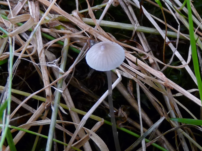 P1080007 kleiner Weisser .JPG