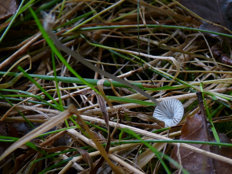 P1080010 kleiner Weisser Lamellen .JPG