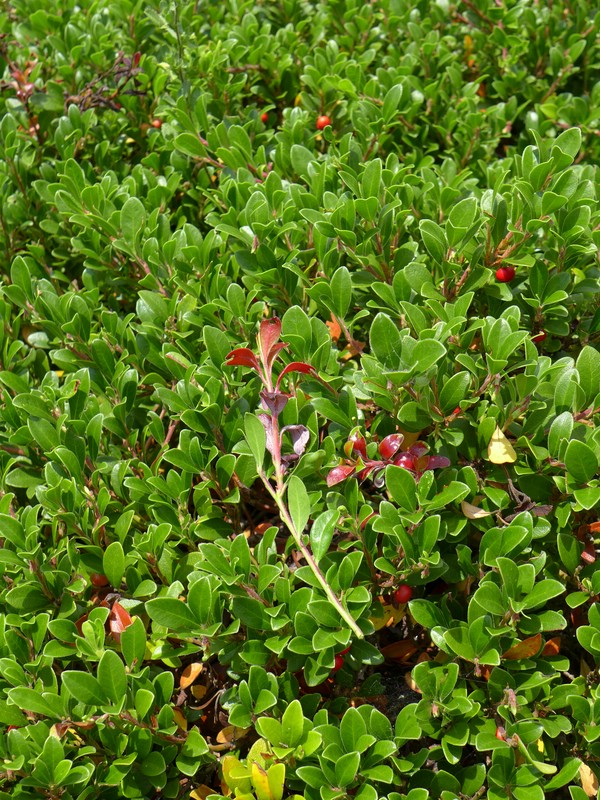 Exobasidium uvae-ursi_Arctostaphylos uva-ursi_JKruse (1).jpg