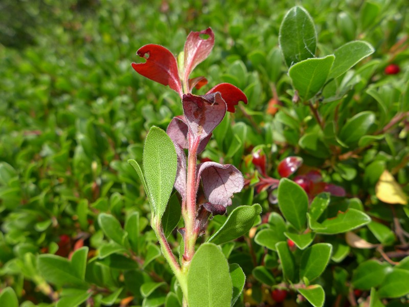 Exobasidium uvae-ursi_Arctostaphylos uva-ursi_JKruse (2).jpg