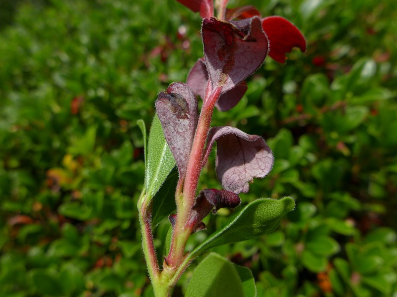 Exobasidium uvae-ursi_Arctostaphylos uva-ursi_JKruse (3).jpg