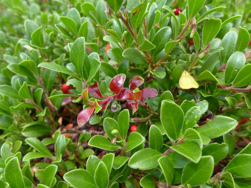 Exobasidium uvae-ursi_Arctostaphylos uva-ursi_JKruse (4).jpg