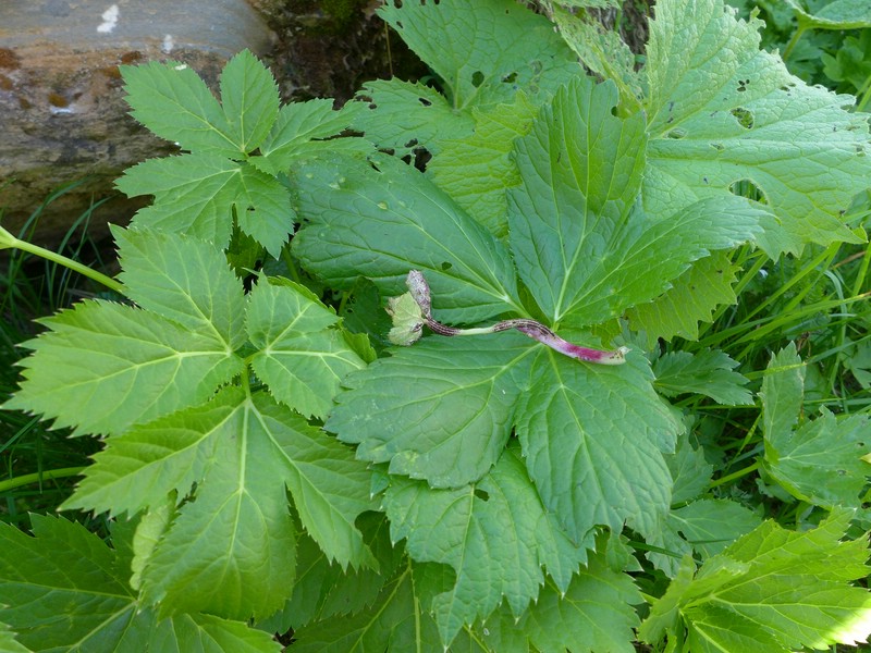 Puccinia imperatoriae_Peucedanum ostruthium (1).jpg