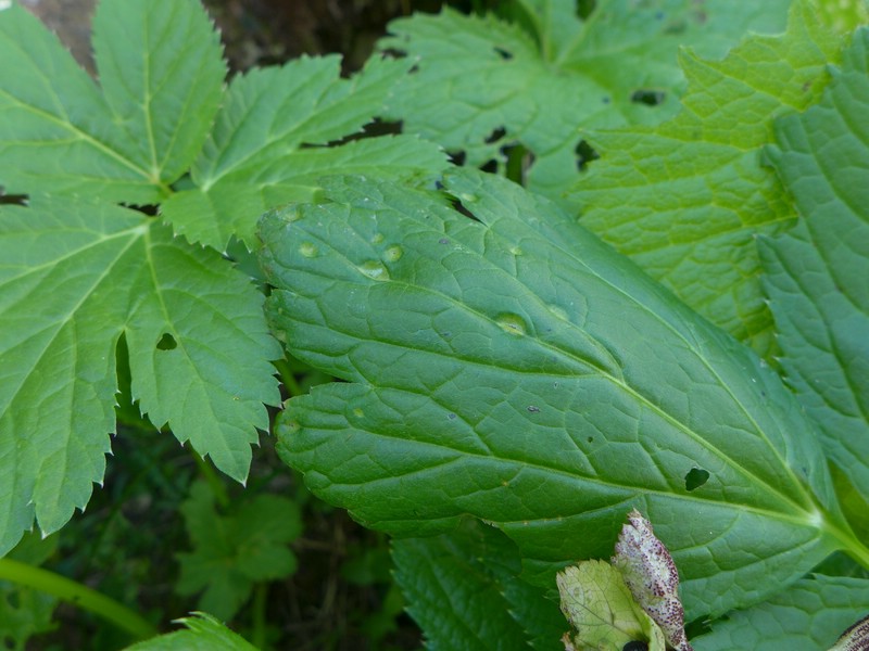 Puccinia imperatoriae_Peucedanum ostruthium (2).jpg