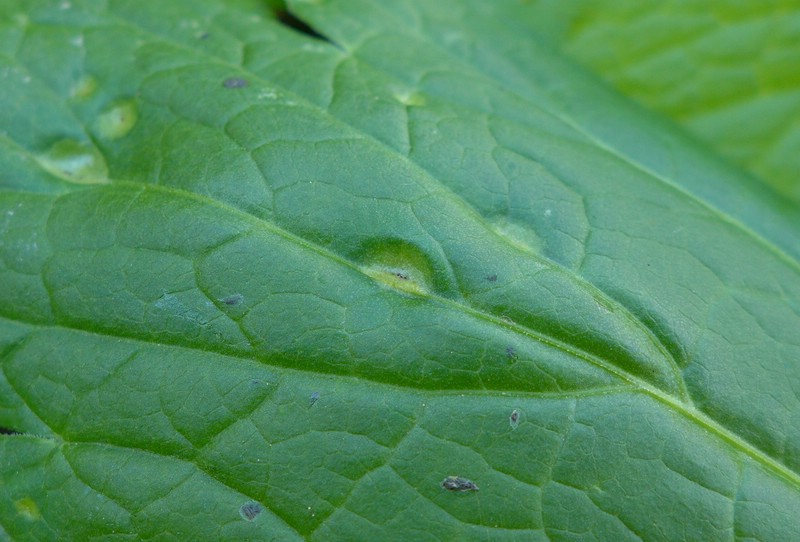 Puccinia imperatoriae_Peucedanum ostruthium (3).jpg