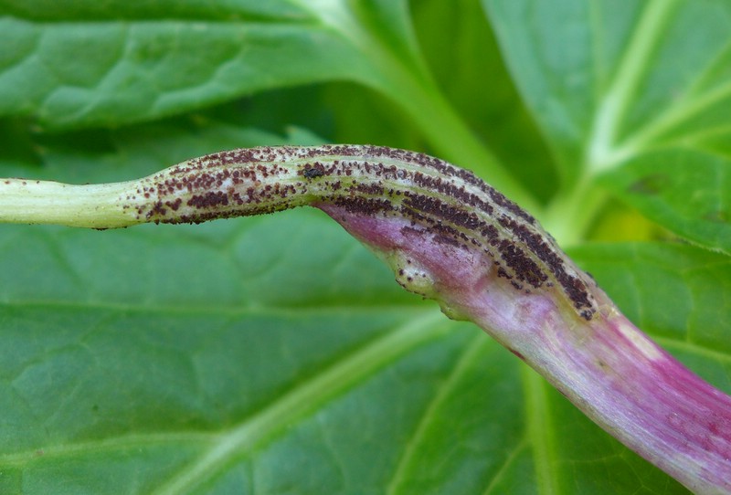 Puccinia imperatoriae_Peucedanum ostruthium (4).jpg