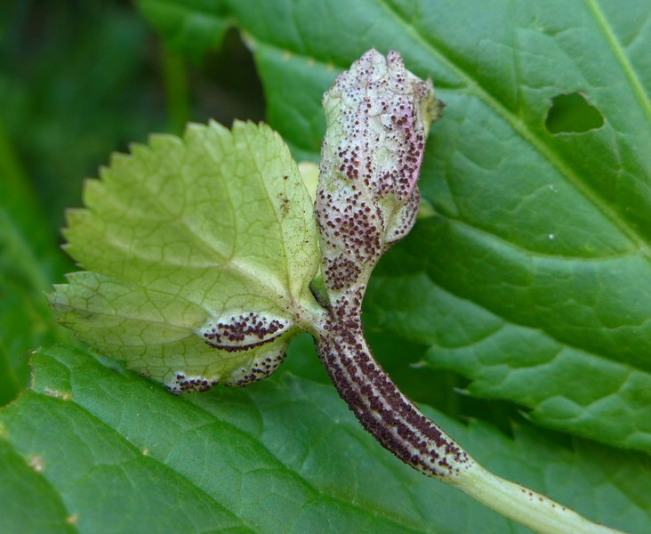 Puccinia imperatoriae_Peucedanum ostruthium (5).jpg