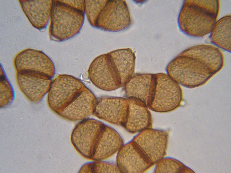 Puccinia imperatoriae_Peucedanum ostruthium (x) (1).jpg