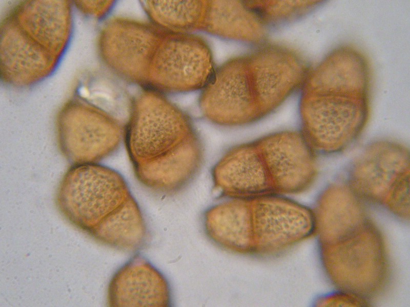 Puccinia imperatoriae_Peucedanum ostruthium (x) (2).jpg