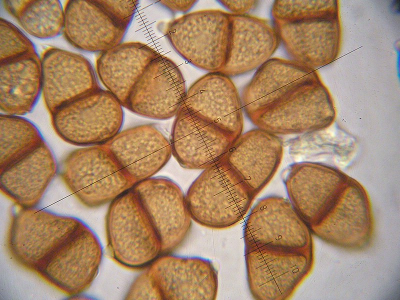 Puccinia imperatoriae_Peucedanum ostruthium (x) (3).jpg