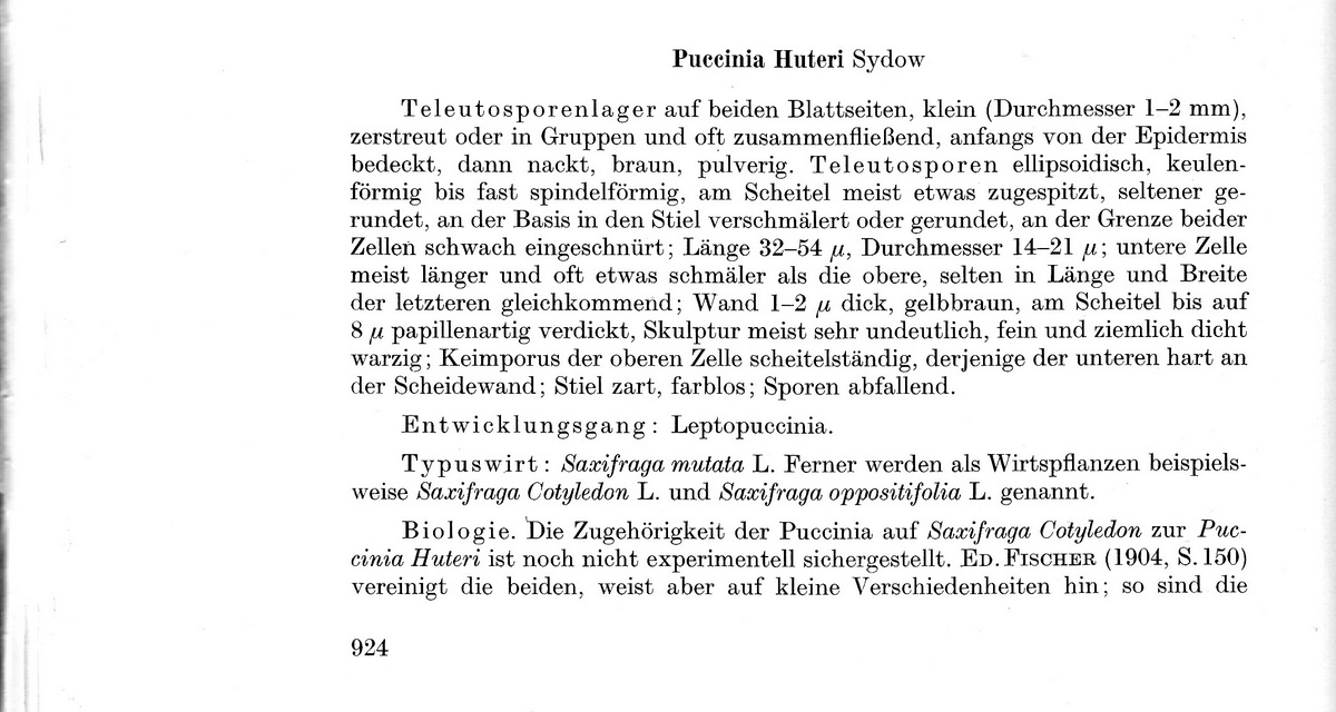 Puccinia huteri-1a.JPEG