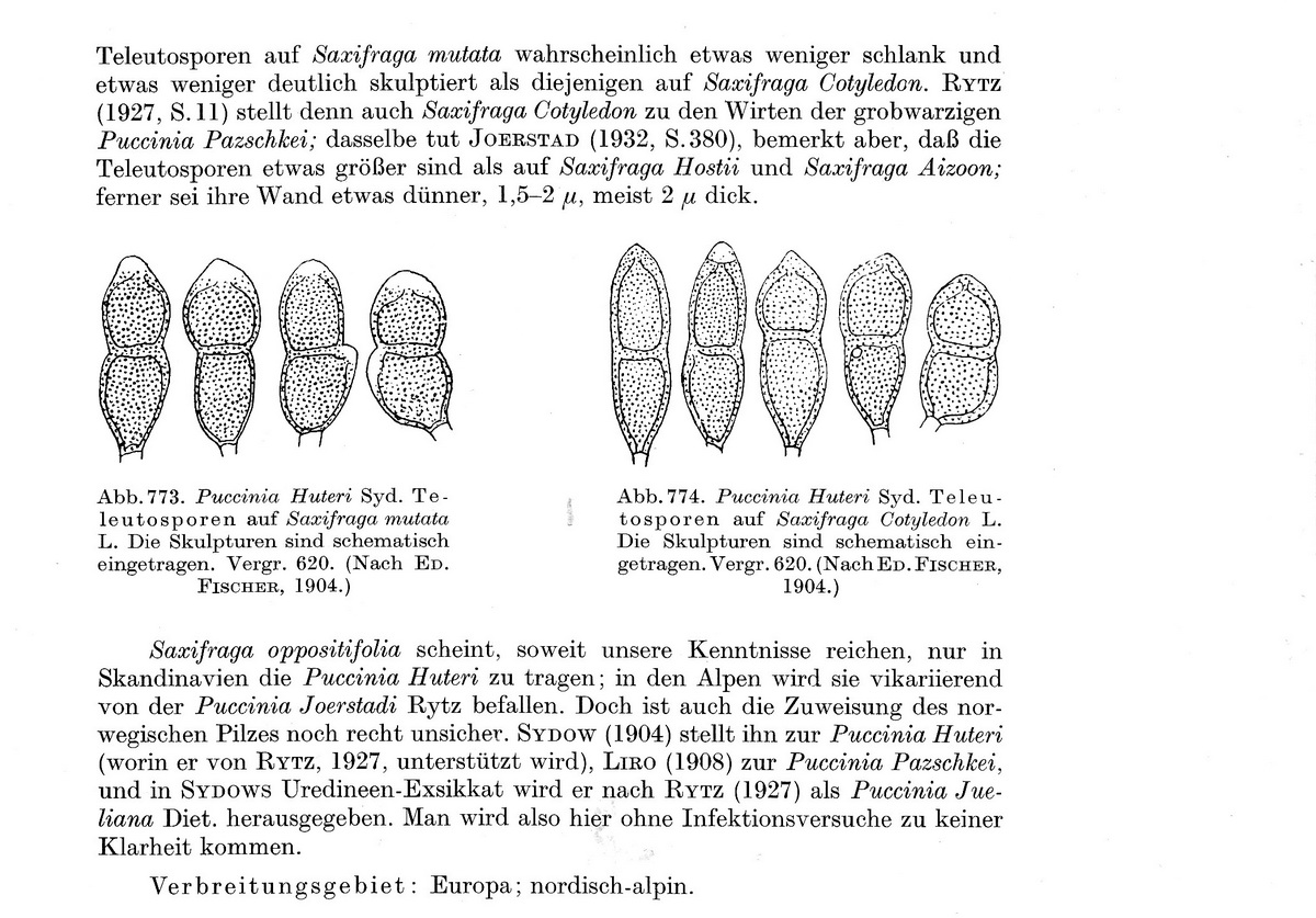 Puccinia huteri-2a.JPEG