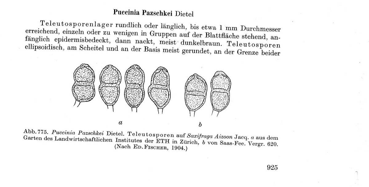 Puccinia pazschkei-1a.JPEG
