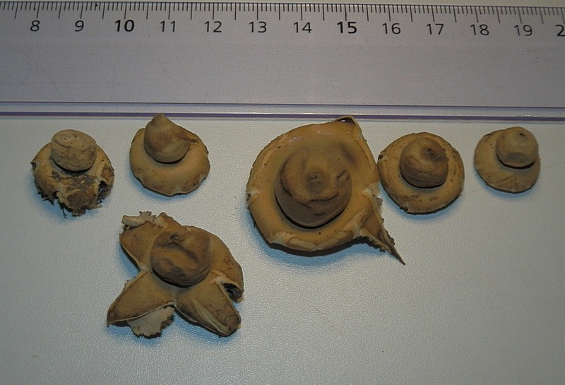 Erdstern unb_2.0.jpg