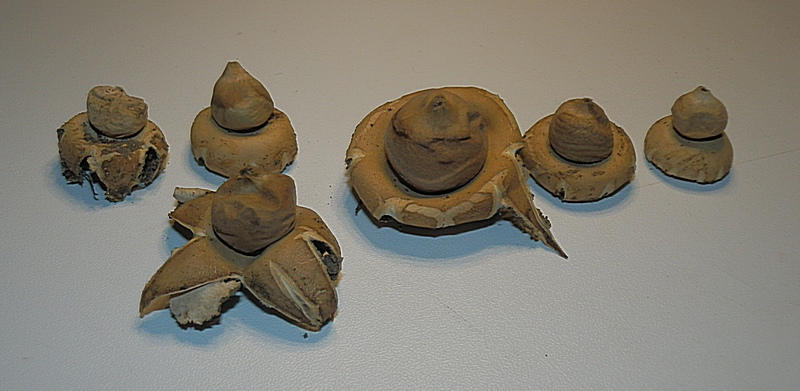 Erdstern unb_2.1.jpg