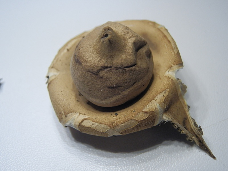 Erdstern unb_2.1b.jpg