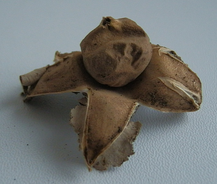 Erdstern unb_2.2.jpg