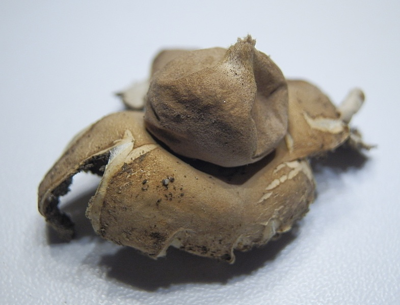 Erdstern unb_2.3.jpg