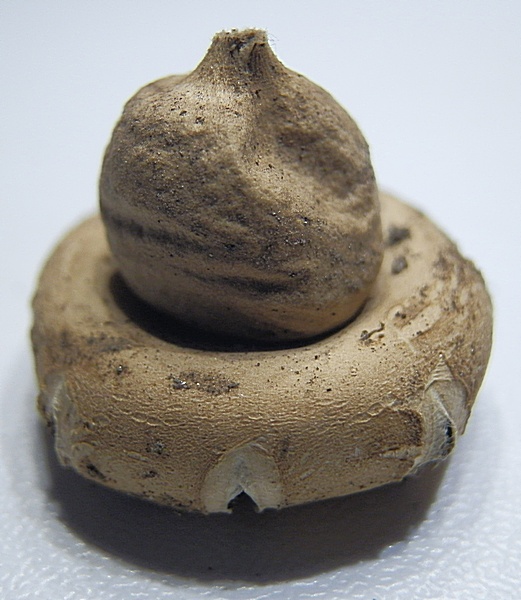 Erdstern unb_2.4.jpg