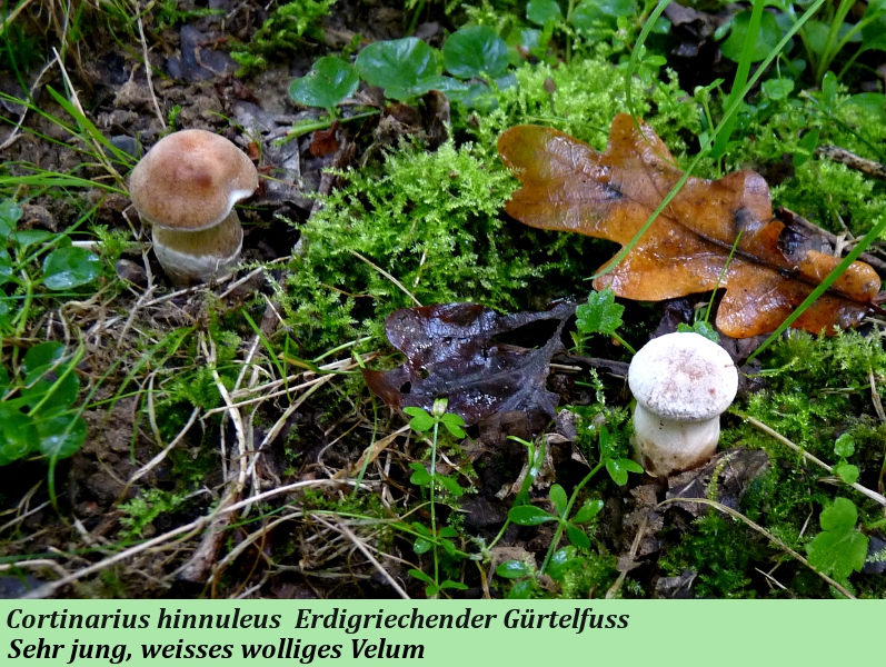 Cortinarius hinnuleus 7. Sept. 2012 .JPG