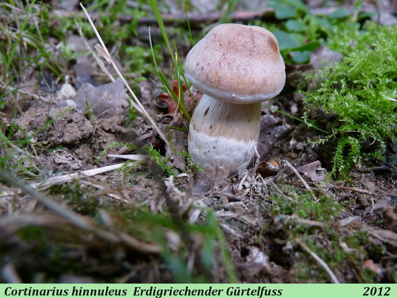 Cortinarius hinnuleus 9.  Sept. 2012 .JPG