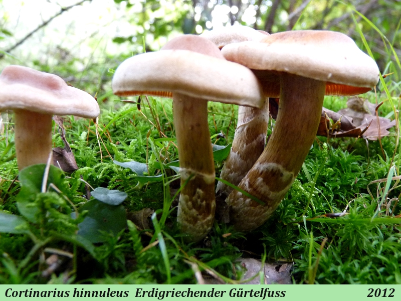 Cortinarius hinnuleus 15 Sept  2012 .JPG