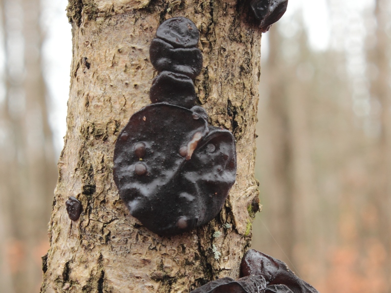 Heteromycophaga glandulosae1258.JPG