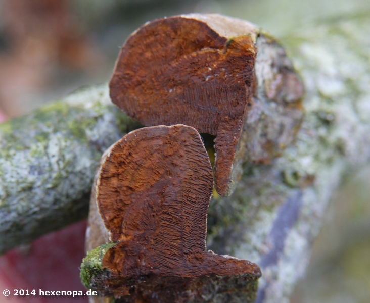 Schnittbild, Bildausschnitt vergrößert