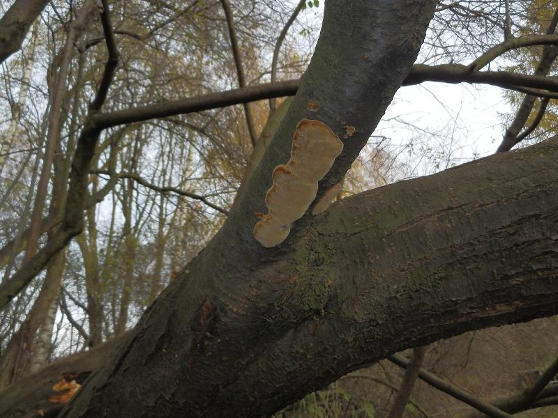 Phellinus tuberculosus_1.3.jpg