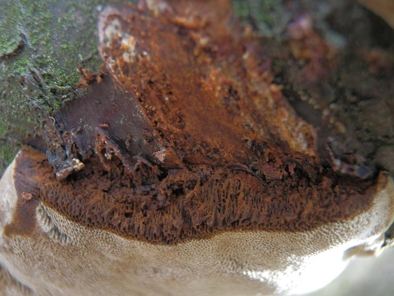 Phellinus tuberculosus_1.4.jpg