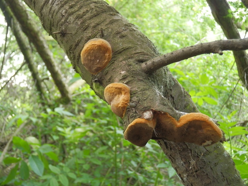 Phellinus tuberculosus_1.2.JPG