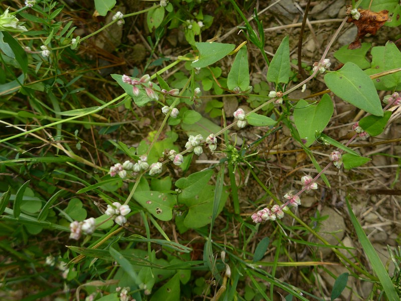 Microbotryum anomalum_Fallopia convolvulus_JKruse (1).jpg