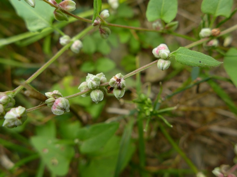 Microbotryum anomalum_Fallopia convolvulus_JKruse (2).jpg