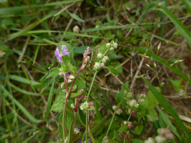 Microbotryum anomalum_Fallopia convolvulus_JKruse (3).jpg